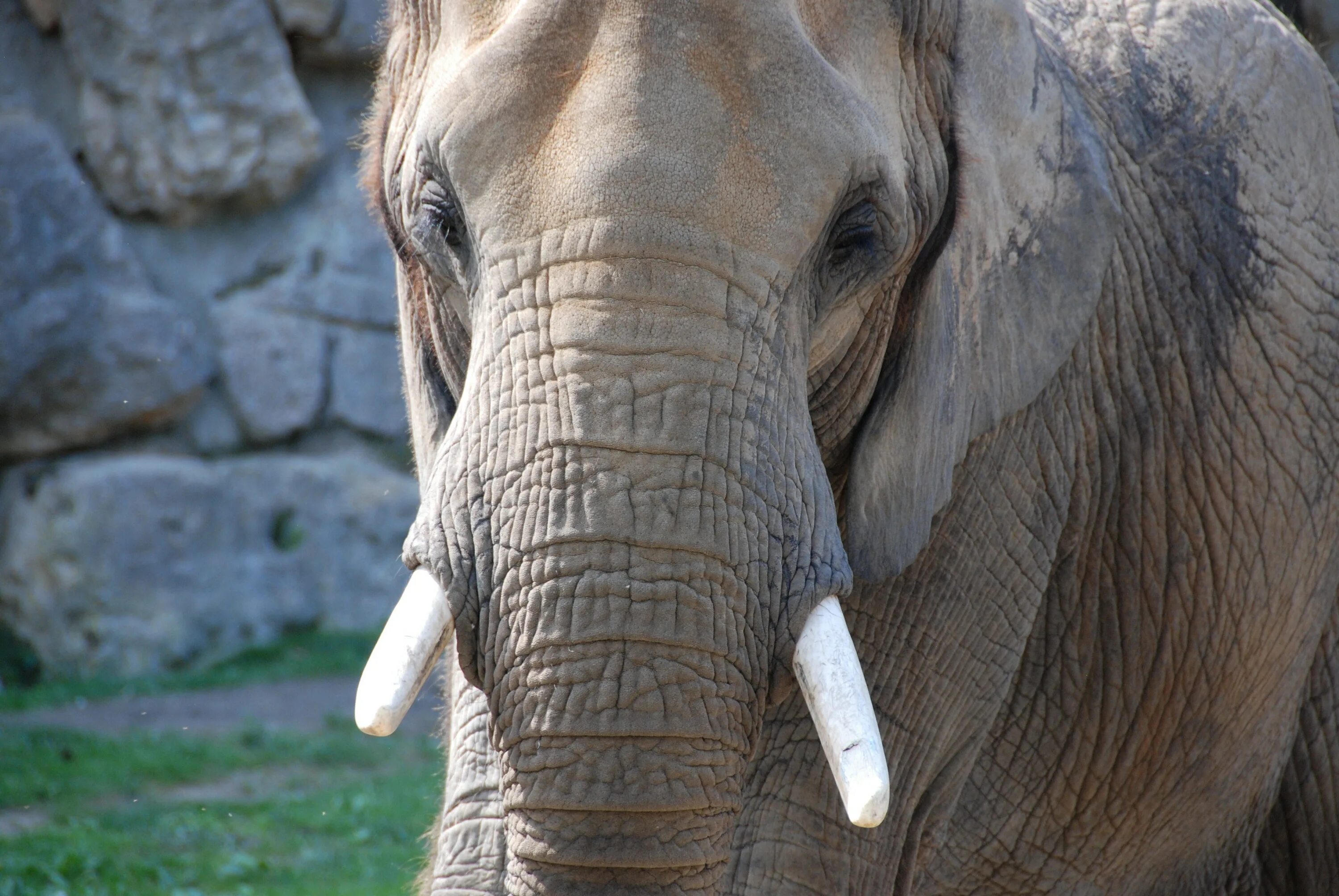 Бивни африканского слона. Слоновий бивень. Клыки слона. Слон в зоопарке. Elephant tusks