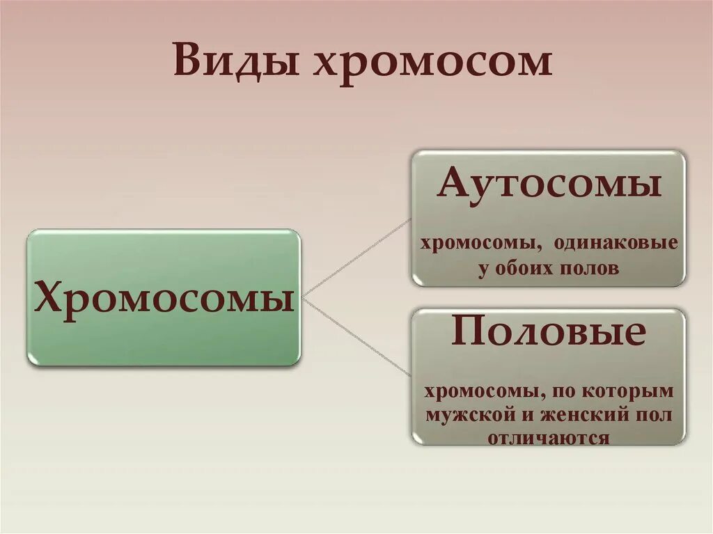 Сколько аутосом содержится у человека. Виды хромосом. Аутосомы. Аутосомы и половые хромосомы. Типы хромосом аутосомы.