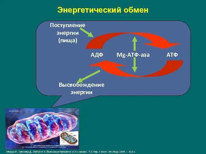 Высвобождение энергии АТФ. АТФ пища энергия. АТФ при фибрилляции. Высвобождение энергии бомбой.