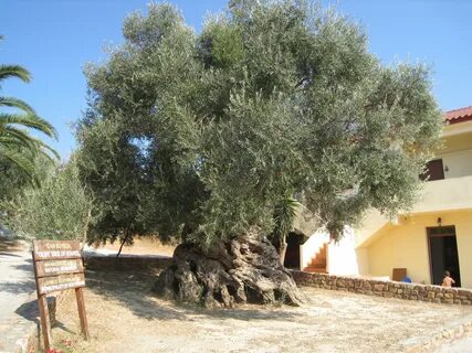 Olive tree паттайя отзывы