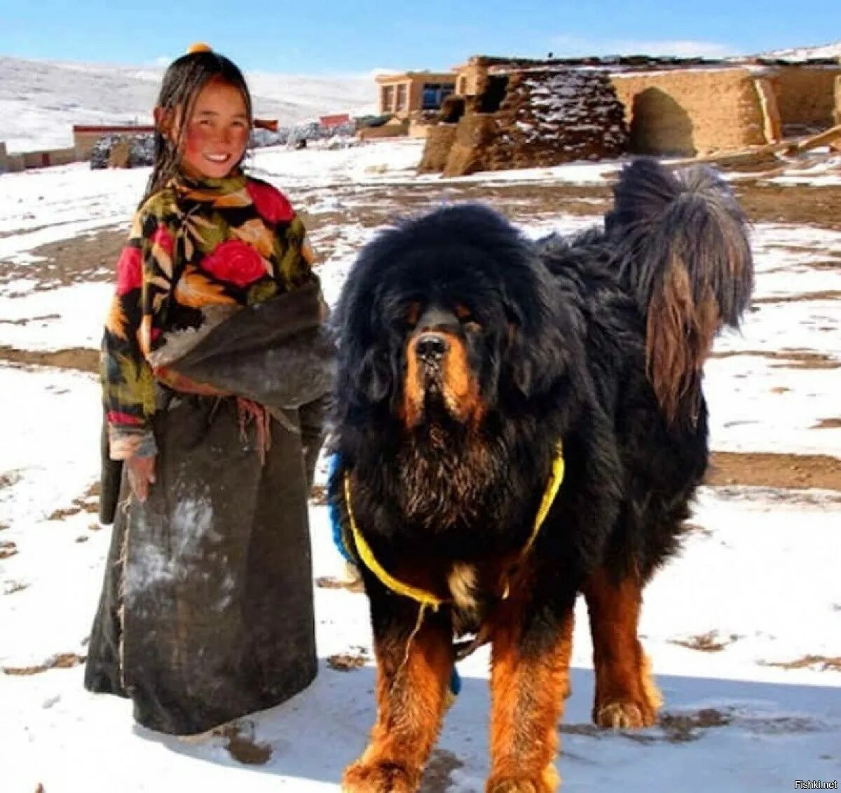 Большая собака тибетский. Тибутскиймастиф. Tinbetski Mastif. Тибетский мастиф и волкодав. Тибетский мастиф великан.