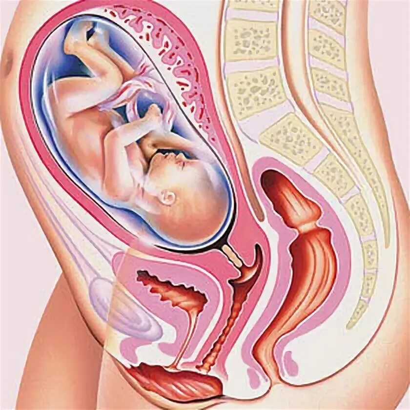 31 неделя 23. Расположение ребенка в животе. Расположение ребенка на 23 неделе беременности. Органы беременной женщины. Малыш на 24 неделе беременности.