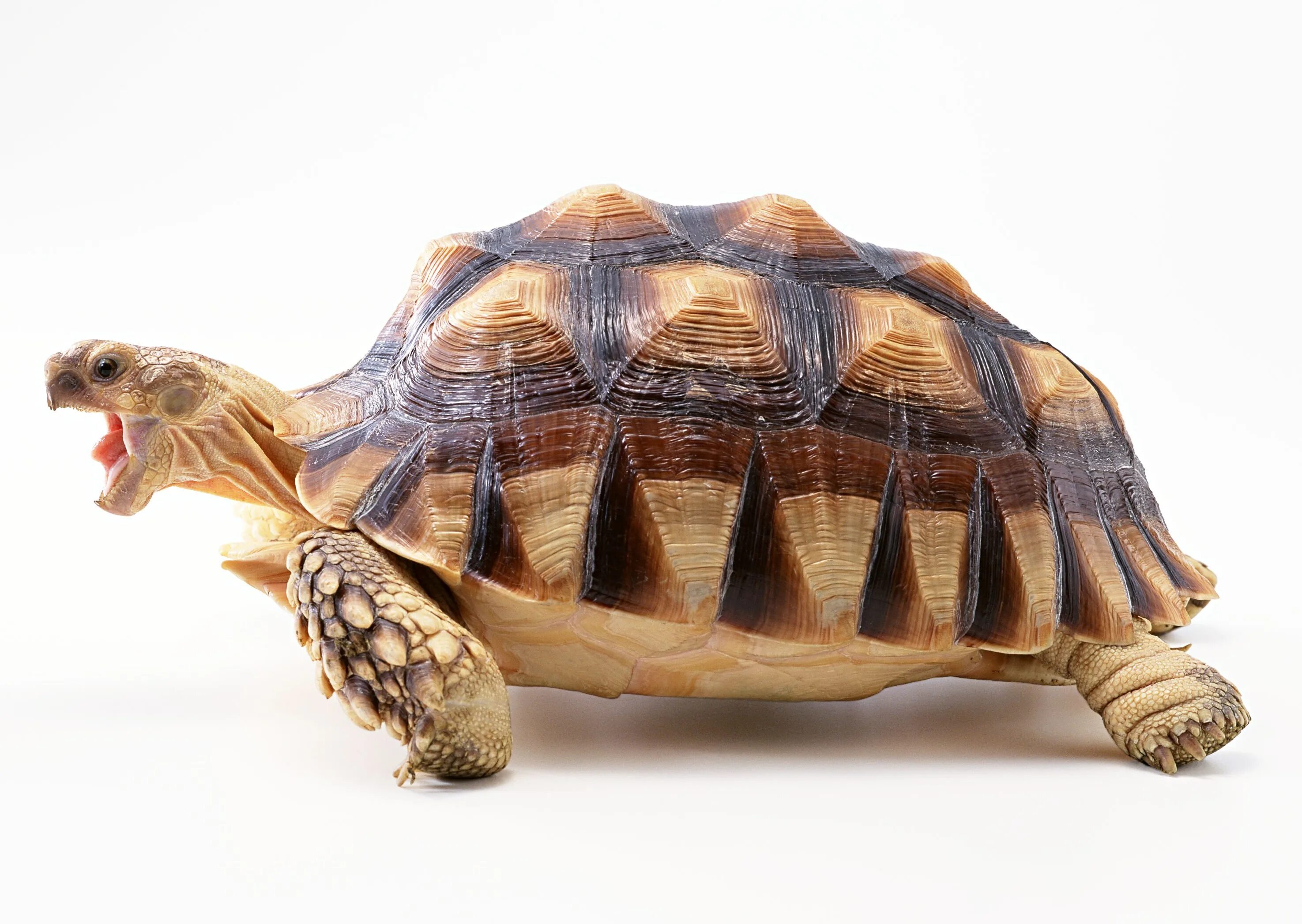 Черепахи Turtle Tortoise. Панцирь сухопутных черепах. Черепаха карапакса. Сухопутная черепаха сбоку.