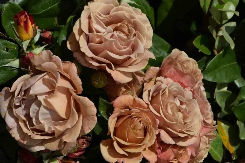 Роза флорибунда (Rose floribunda Pomponella C4 ). Остаток шт 50