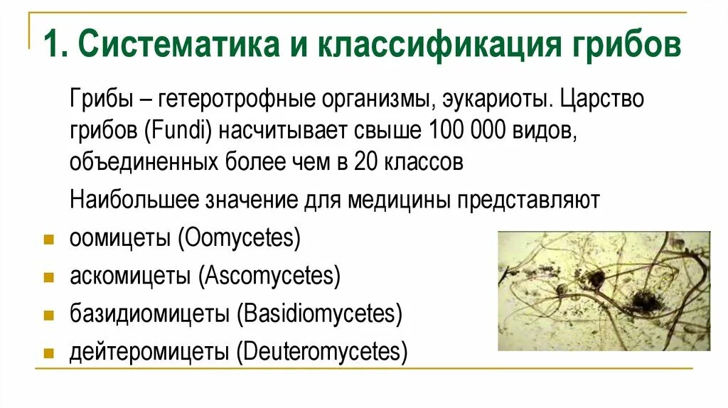 Название низших грибов. Систематическая классификация грибов. Царство грибы классификация. Царство грибы таксономия. Классификация грибов таксономия.