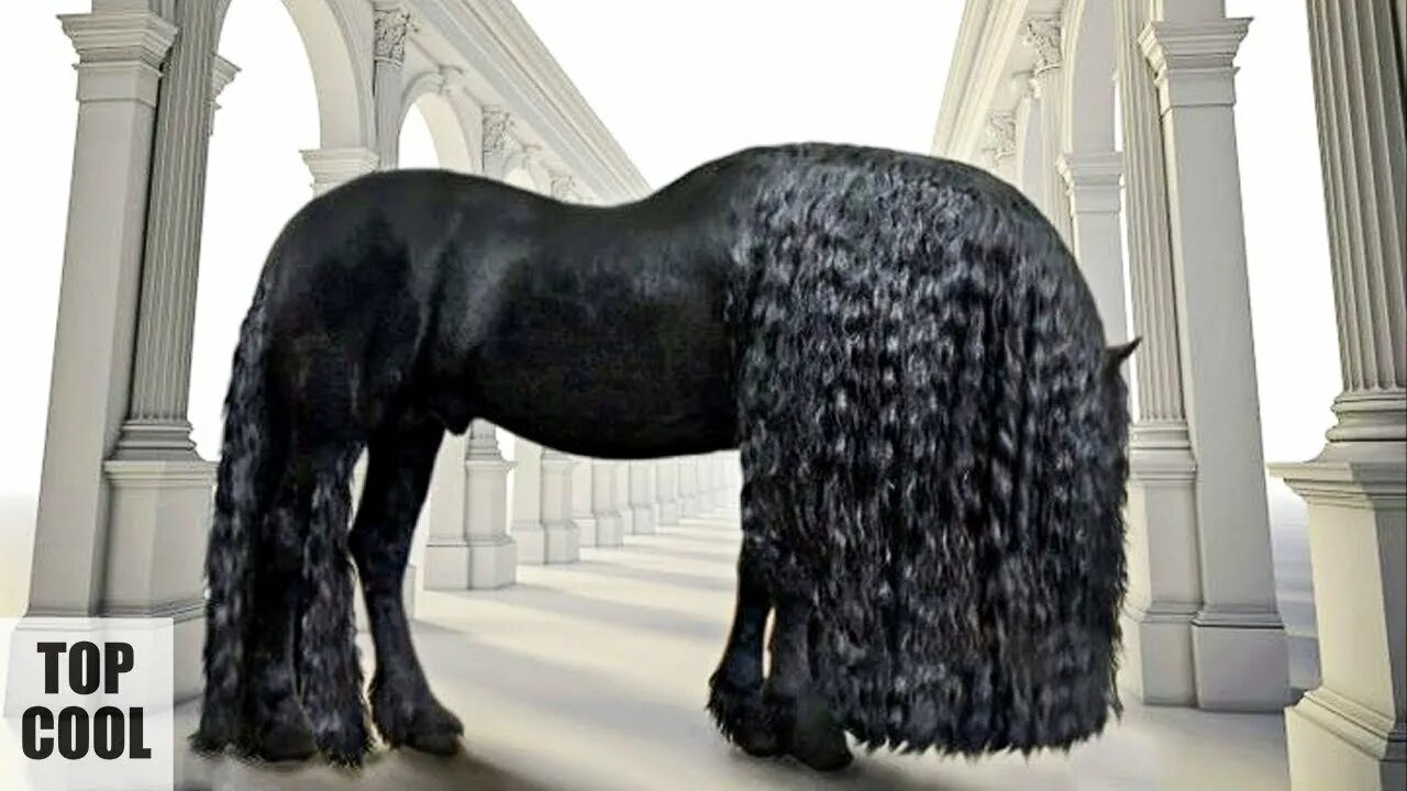 Фредерик Великий Фризская лошадь. Пегая Фризская лошадь. Великий громадный