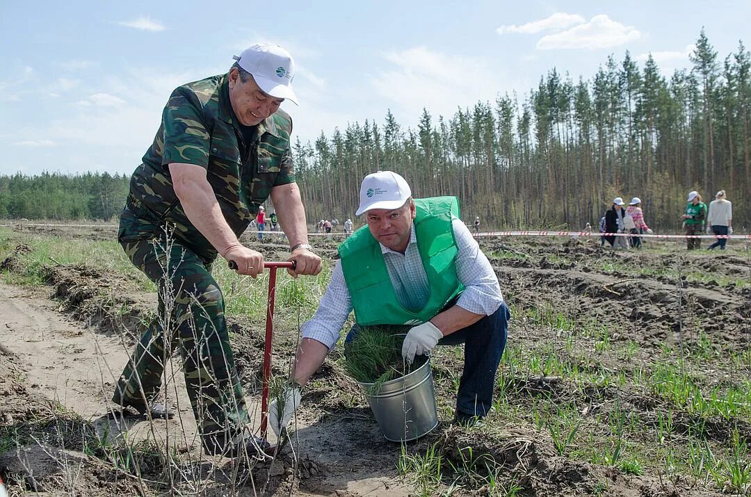 Министерство лесного самарской области. Волжское лесничество Самарской области. Минлесхоз Самарской области. Лесное хозяйство Самарской области. Департамент лесного хозяйства Самарской области.