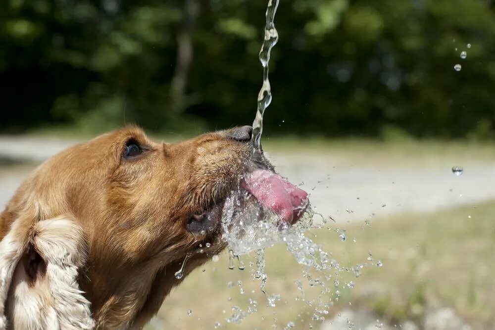 Собака сильно испугалась. Собака в жару. Вода для животных. Животное пьет воду. Собака пьет.