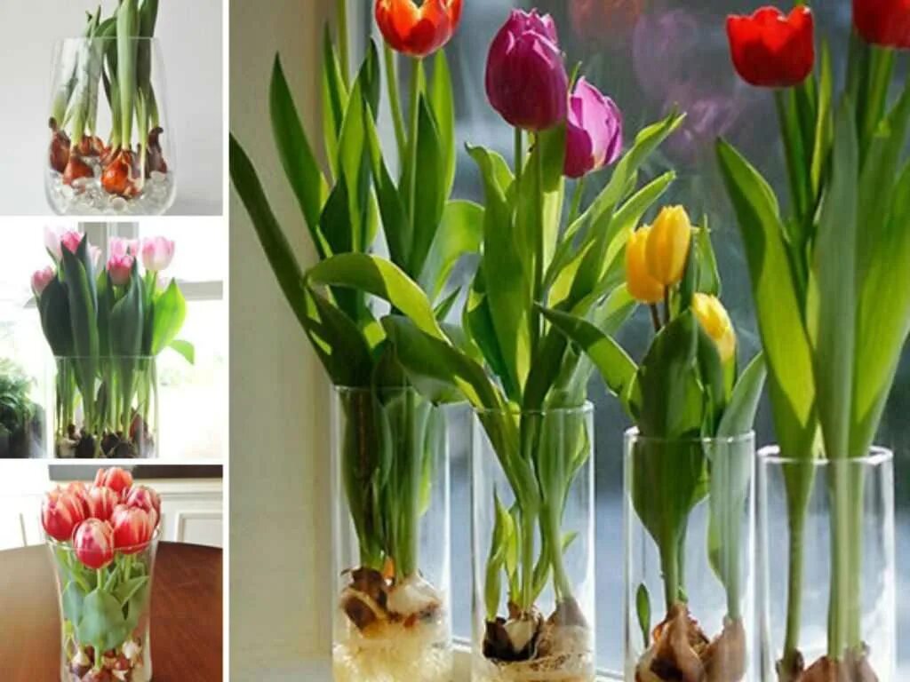 Сколько растут тюльпаны из луковиц в домашних. Луковичные растения тюльпаны. Тюльпаны в горшке. Тюльпаны в вазе с луковицей. Луковица тюльпана.