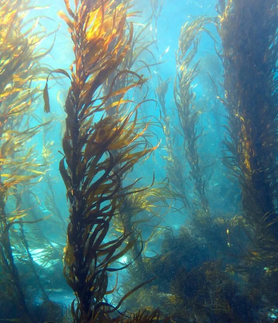 Макроцистис водоросли. Бурые водоросли макроцистис. Бурая водоросль (Macrocystis pyrifera),. Бурые водоросли ламинария. Бурые водоросли являются самыми глубоководными водорослями