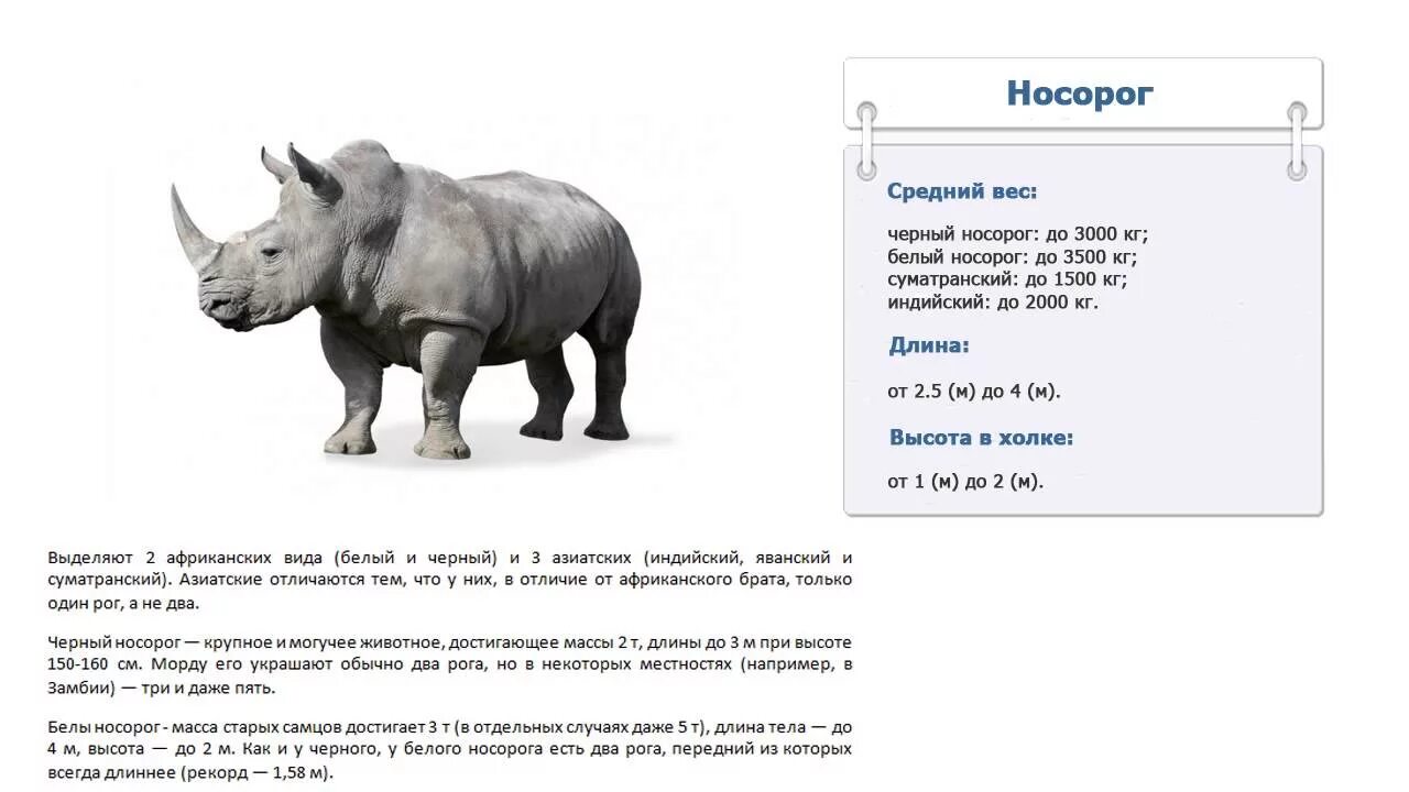 Схема носорога. Белый носорог Размеры. Носорог масса и длины. Носорог вес рост длина. Сколько весит носорог.