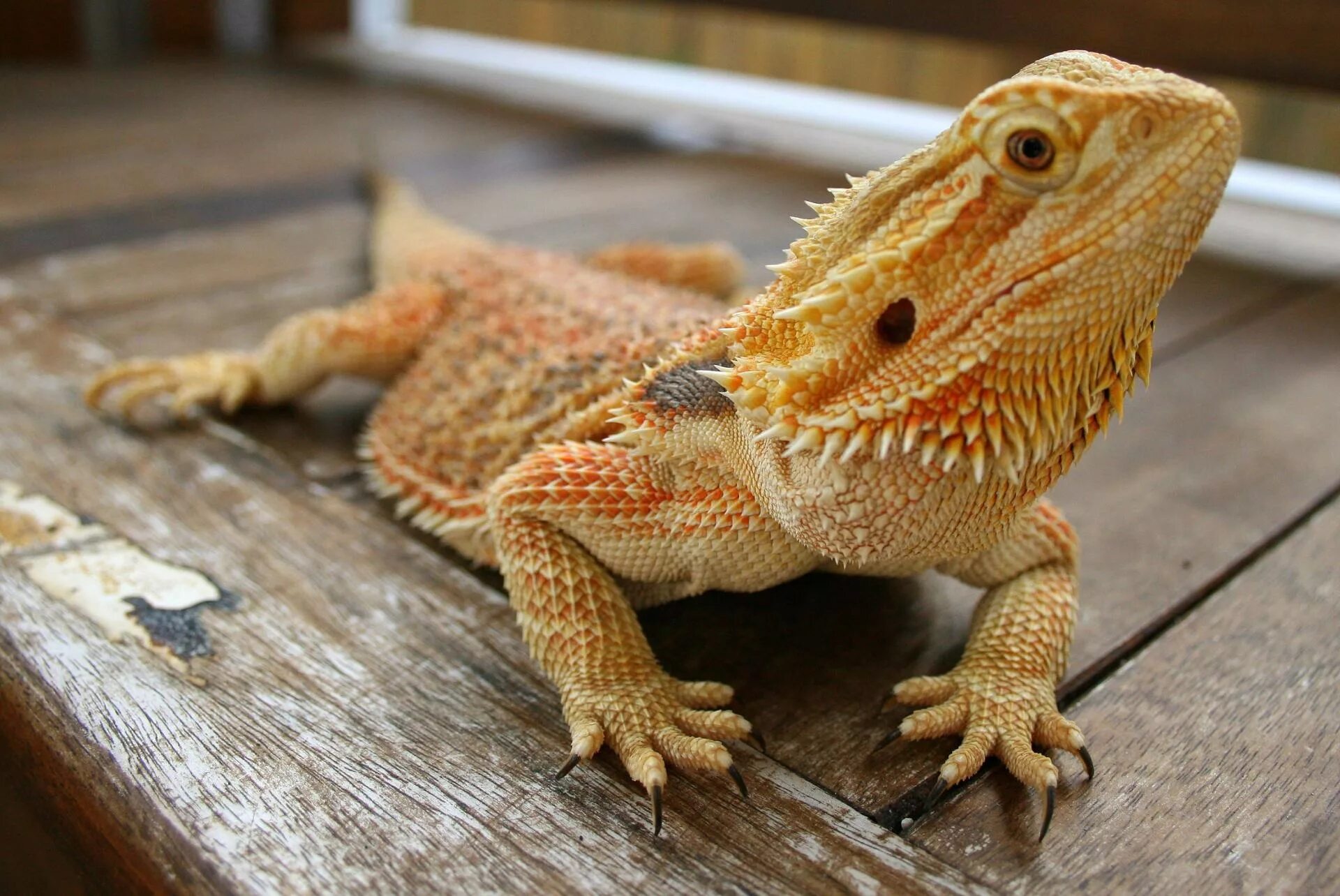 Ящерица бородатая агама. Геккон бородатая агама. Pogona vitticeps бородатая агама. Бородатая агама дракон.