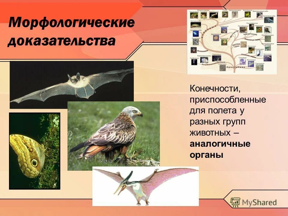 морфология цветковых растений. морфология растений. морфологические свидетельства эволюции. морфологическое строение цветочных растений. морфологическое строение растений.