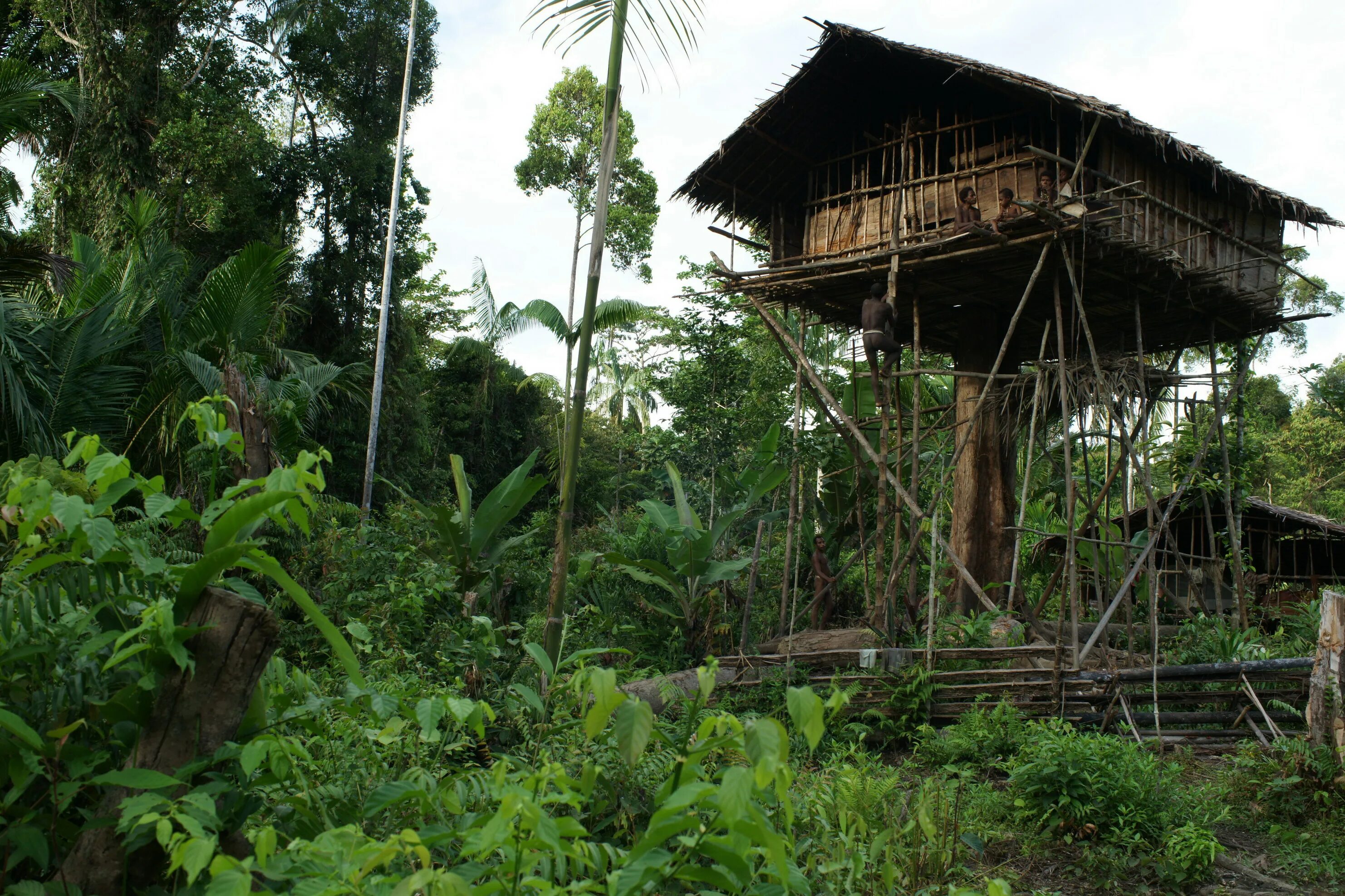 Люди живущие в экваториальном климате имеют уплощенный. Племя КОРОВАИ Папуа новая Гвинея. Племя КОРОВАИ Папуа новая Гвинея жилища на деревьях. Хижины новой Гвинеи. Жилища Короваев новая Гвинея.