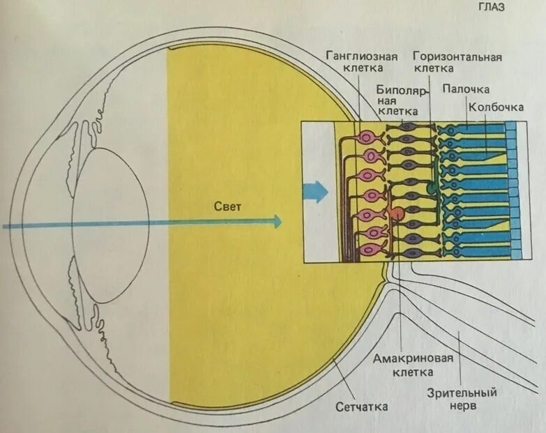 Строение колбочки сетчатки. Трубочки и колбочки в глазу. Строение глаза колбочки и палочки. Палочки и колбочки глазного яблока. Колбочки сетчатки находятся