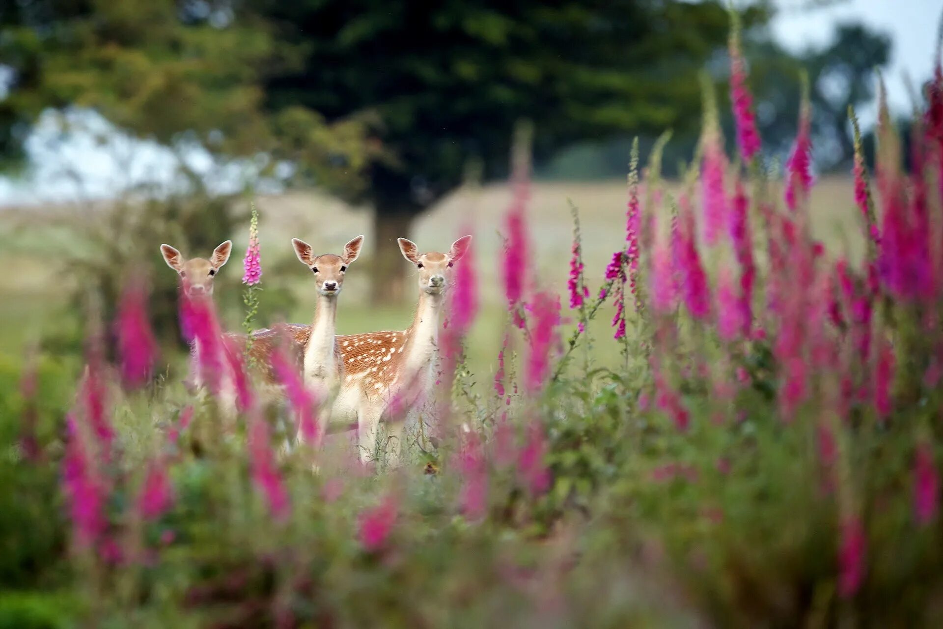 олень в цветах. олень цветок. фиолетовый олень. олень цветок. олененок в траве.