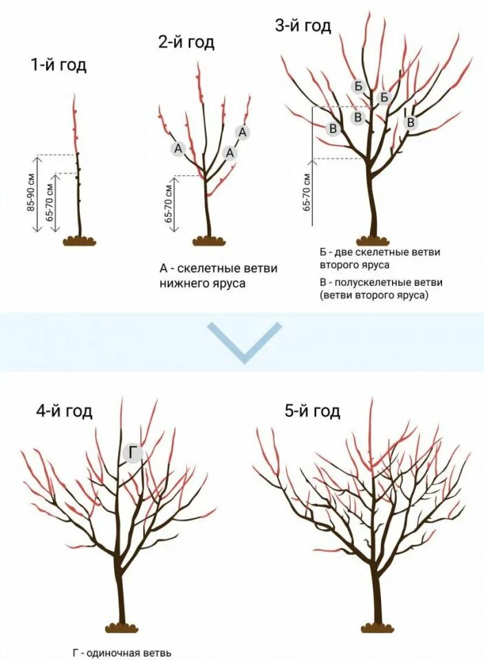 Подрезка яблонь весной схема. Разреженно ярусная формировка черешни. Формировка яблони разреженно ярусная. Схема обрезания плодовых деревьев. Развитие яблони