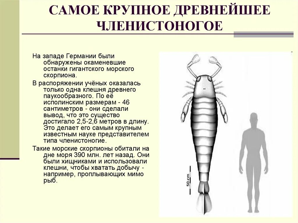 Членистоногие характеристика. Предки членистоногих. Общая характеристика членистоногих. Краткая характеристика членистоногих.