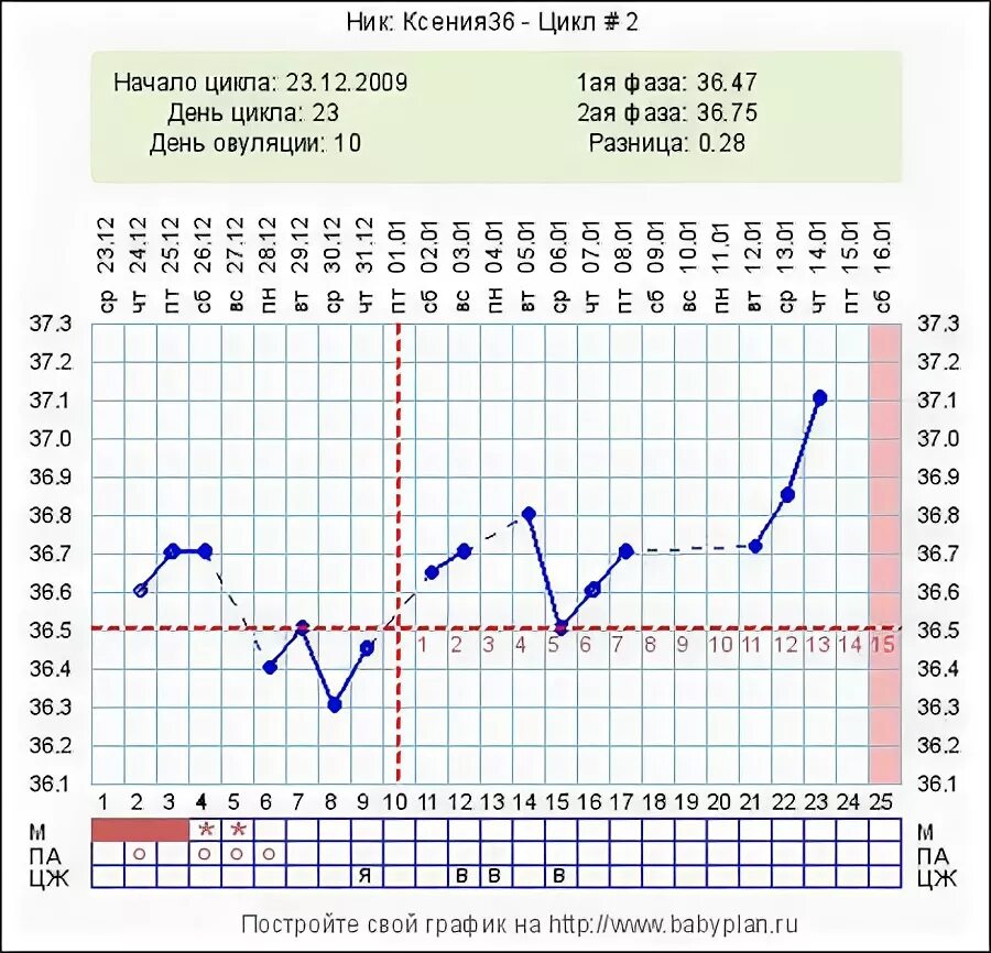 Цикл 36 дней