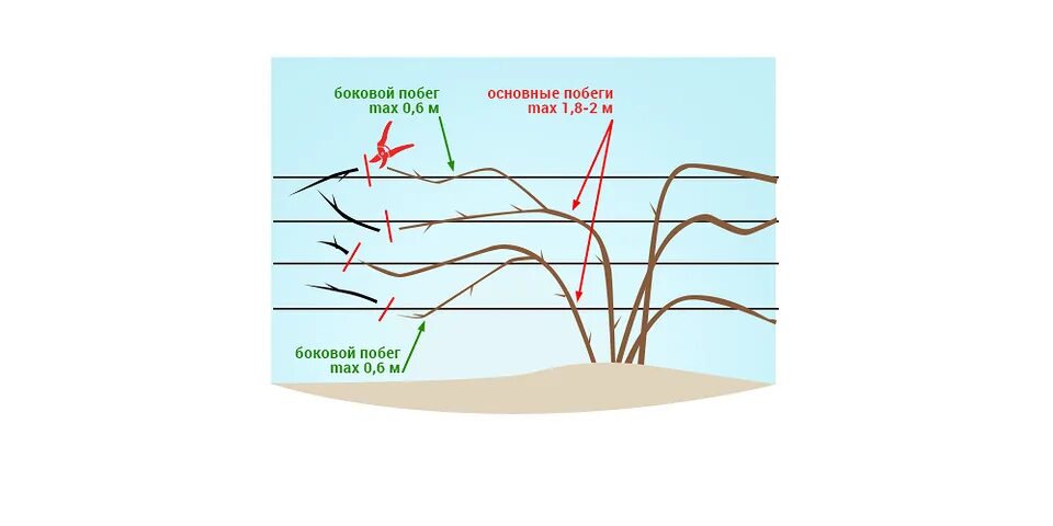 Как обрезать ежевику весной для начинающих правильно. Обрезка ежевики осенью для начинающих в картинках. Весенняя обрезка ежевики. Обрезка ежевики Вашита осенью. Как обрезать ежевику осенью в Подмосковье схемы.
