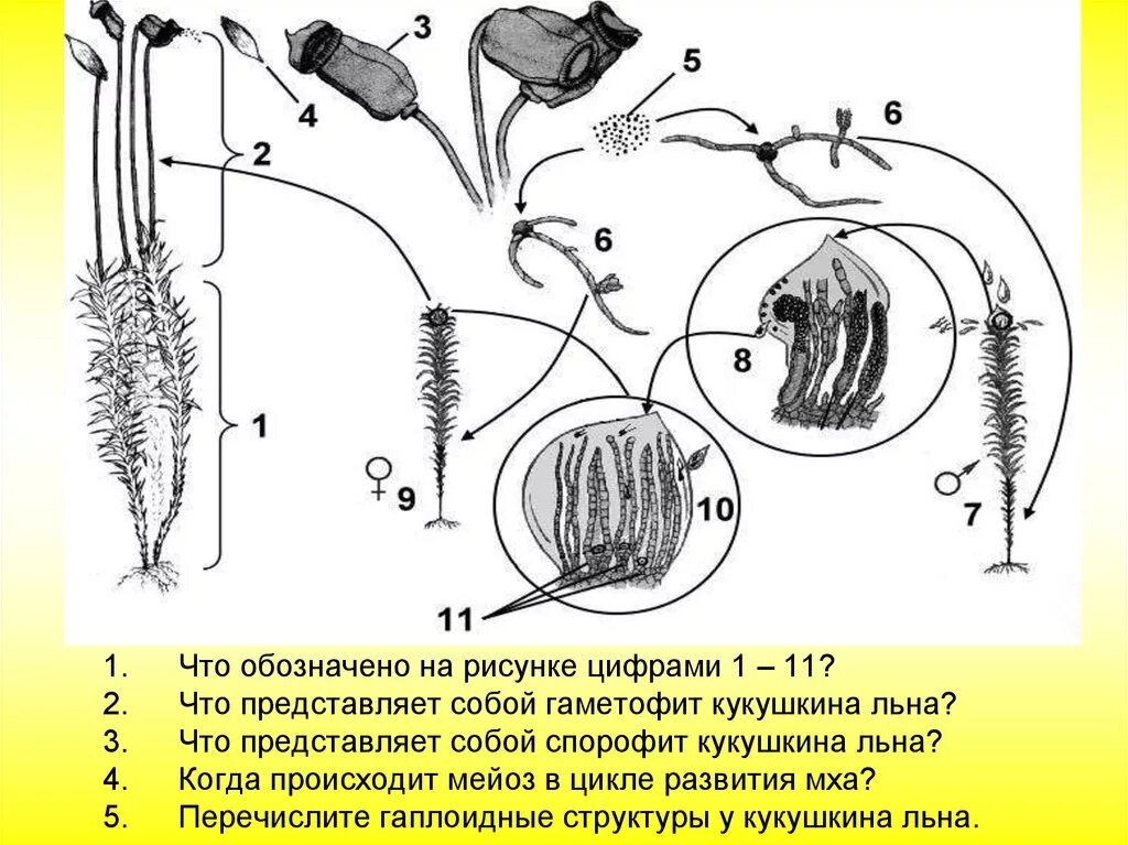 Кукушкин лен гаметофит. Размножение мха Кукушкин лен. Жизненный цикл Кукушкина льна. Цикл развития сфагнума.