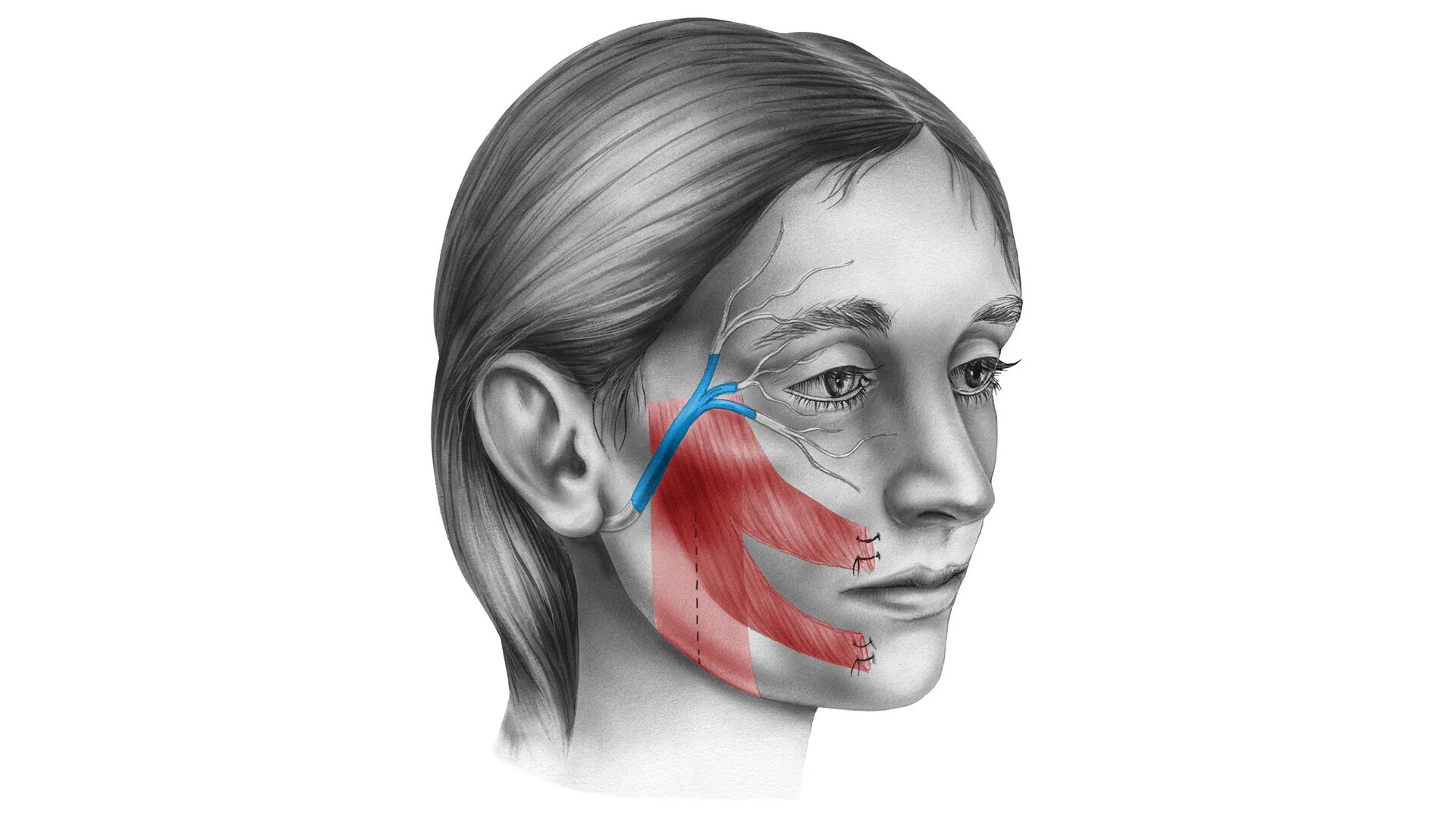 Порез лицевого. Анатомия лица девушки.