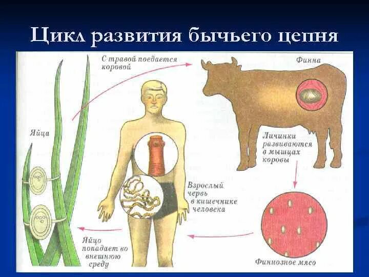 Жизненный цикл бычьего цепня начиная с яиц