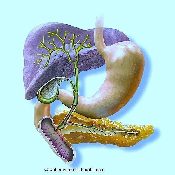 Вода для желчного пузыря. Печень поджелудочная железа селезенка. Зондирование желчного пузыря. Конкремент в протоке поджелудочной железы.