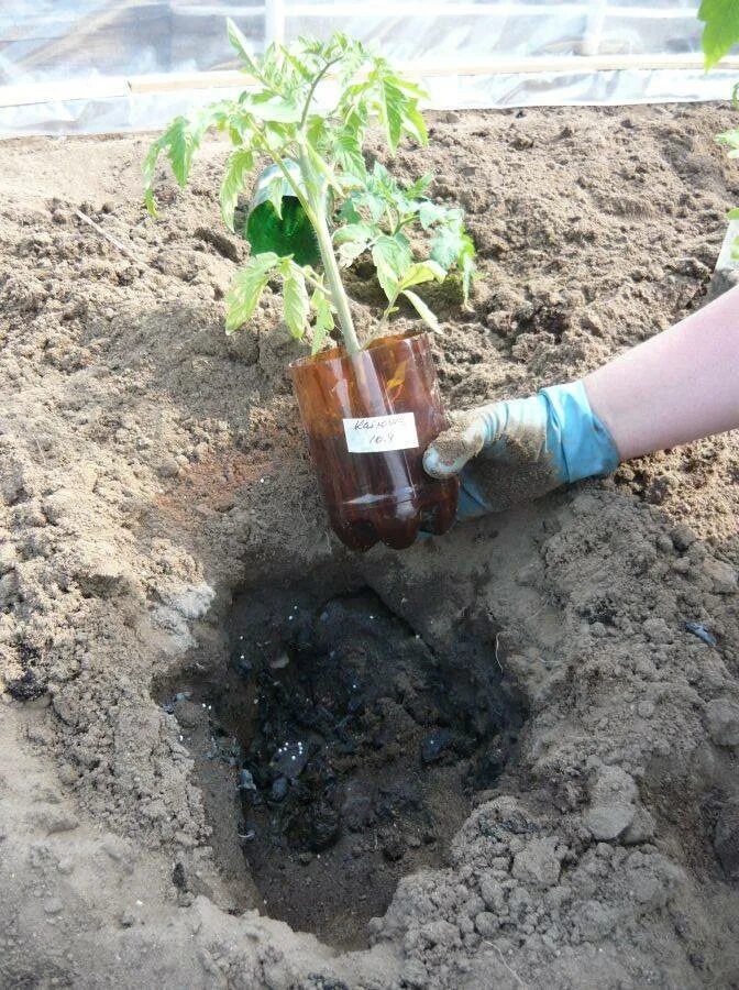 Можно ли высадить помидоры. Посадка томатов на рассаду. Высадка рассады в открытый грунт. Высадка томатов в открытый грунт. Посадка помидор в открытый грунт.