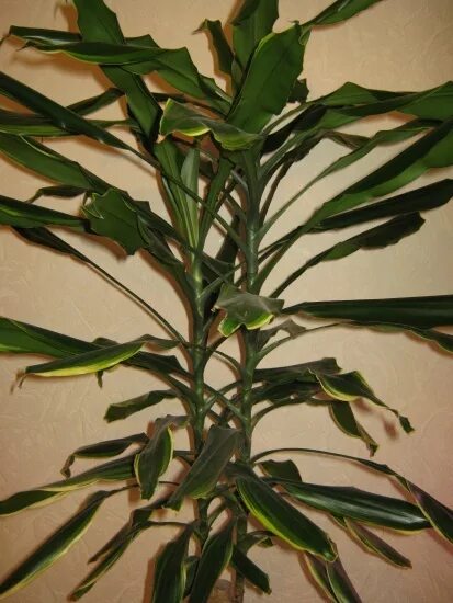 Цветок с зеленым стволом. Диффенбахия крупнолистная dieffenbachia macrophylla. Молочай беложильчатый. Цветок с зеленым стволом. Молочай беложильчатый.