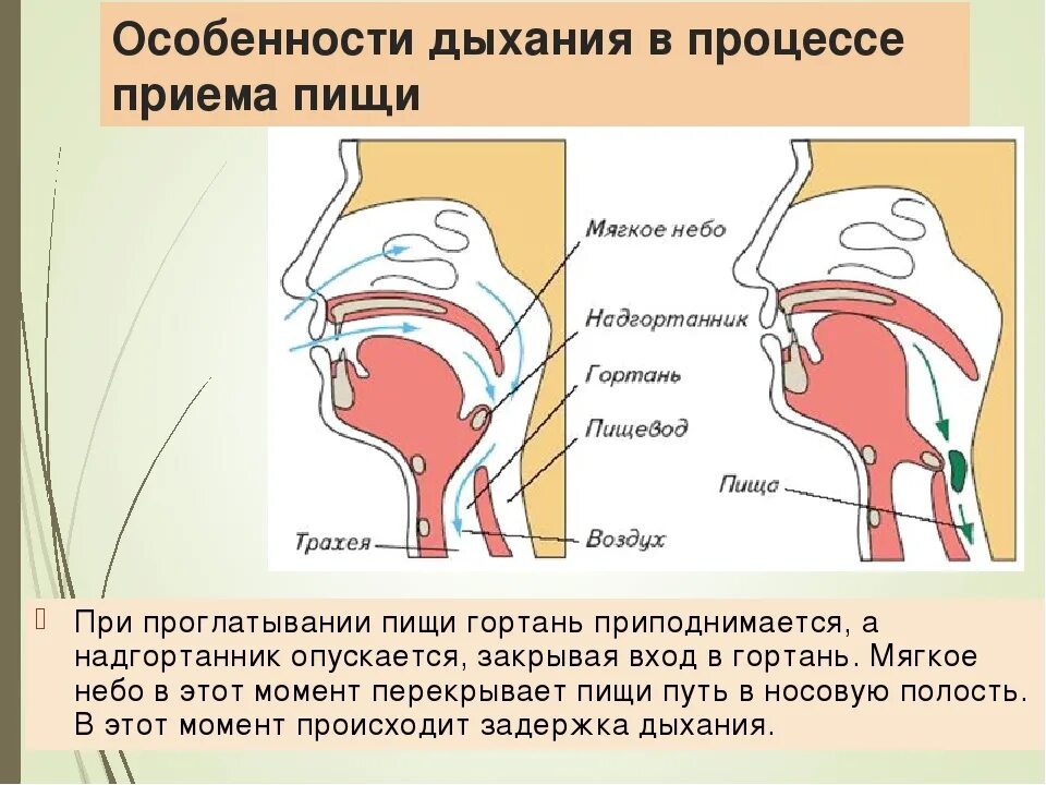 Ощущение тошноты в горле. Болит гортань при глотании. Дыхательная система гортань.