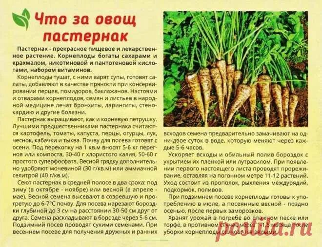 Ранние овощные герои: какие семена взойдут первыми в открытом грунте