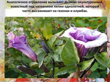 Дурман обыкновенный отравление