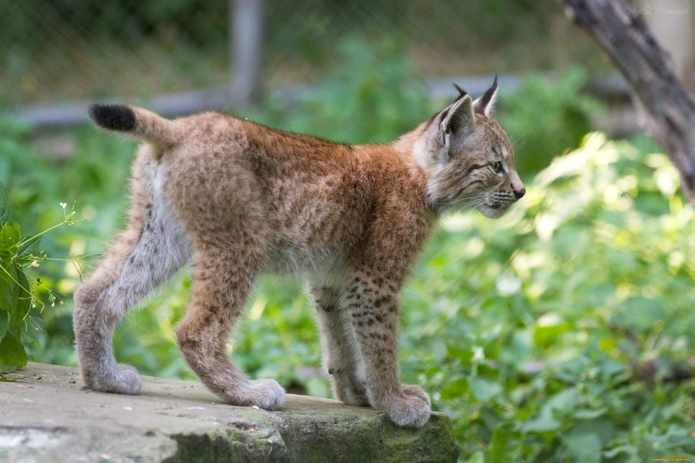 Балканская Рысь. Lynx Cub. Якутская Рысь. Кошка Рысь.