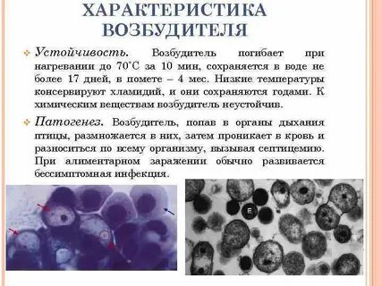 Химический возбудитель