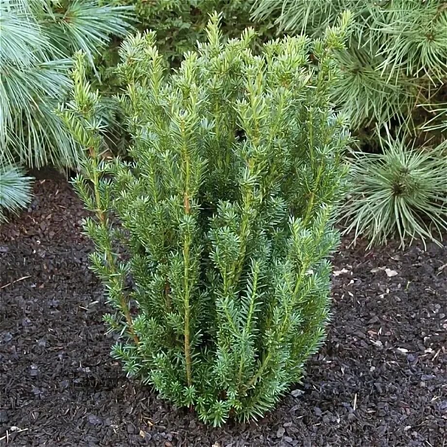 Тис, Тисс, негниючка, красное дерево (Taxus)