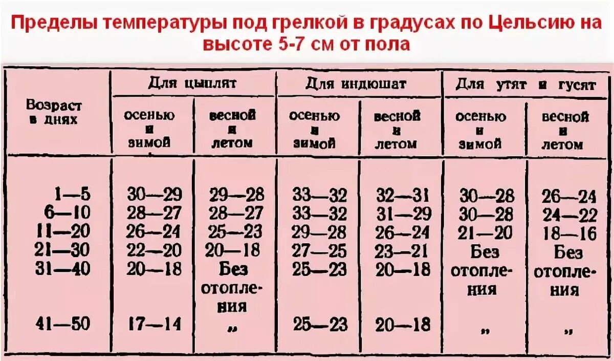 Температурный режим для цыплят бройлеров таблица. Какая температура должна быть у цыплят в 1 месяц. Температурный режим содержания цыплят несушек. Температура в брудере для цыплят несушек таблица по дням. Цыплята температура содержания в первые дни.