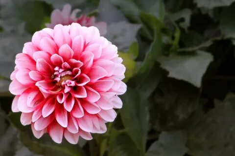 Dalia