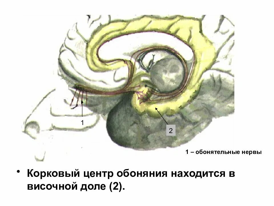 Центр обоняния. Корковый отдел обонятельного анализатора. корковый центр обонятельного нерва. корковый центр обоняния мозга. корковый анализатор обоняния.