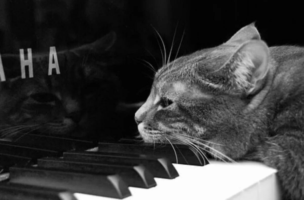 Песня кота на пианино. Музыкальные коты. Кот на пианино. Кошачье пианино. Кошка на пианино.