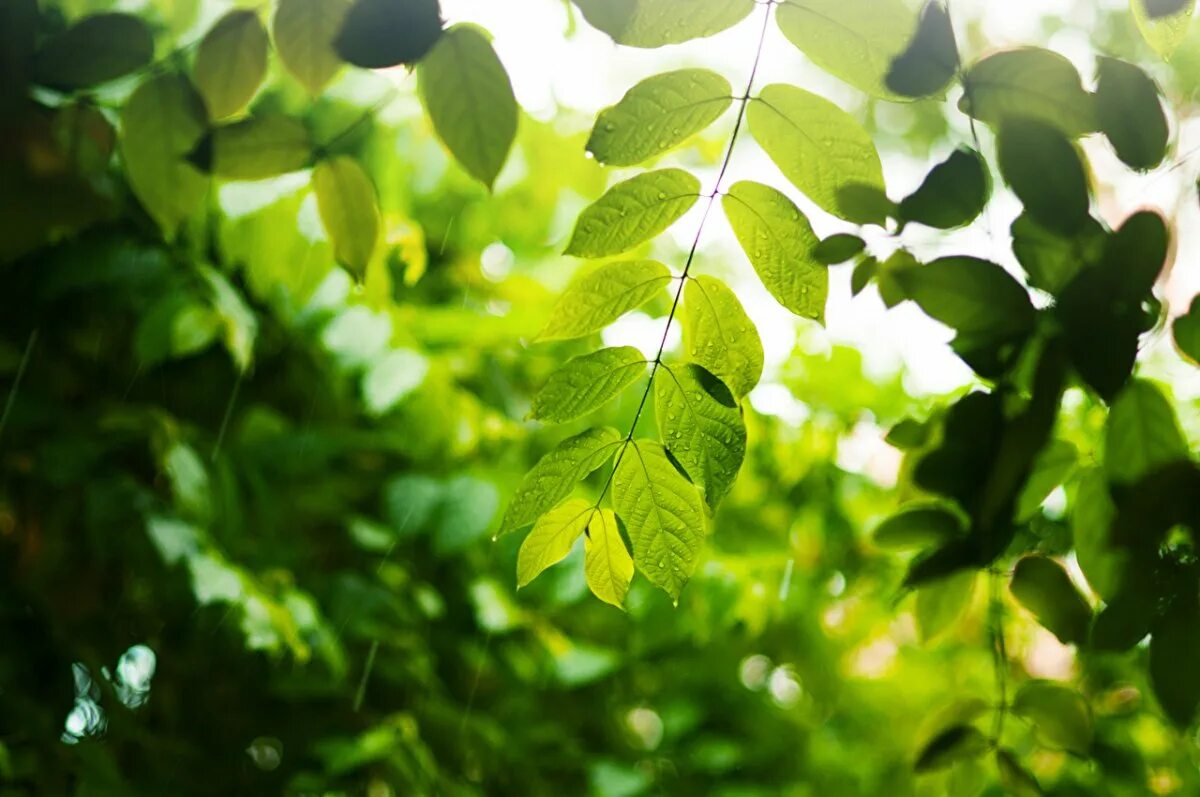 Natural leaves. Зеленый лист. Листва. Листья деревьев. Зеленый лист дерева.