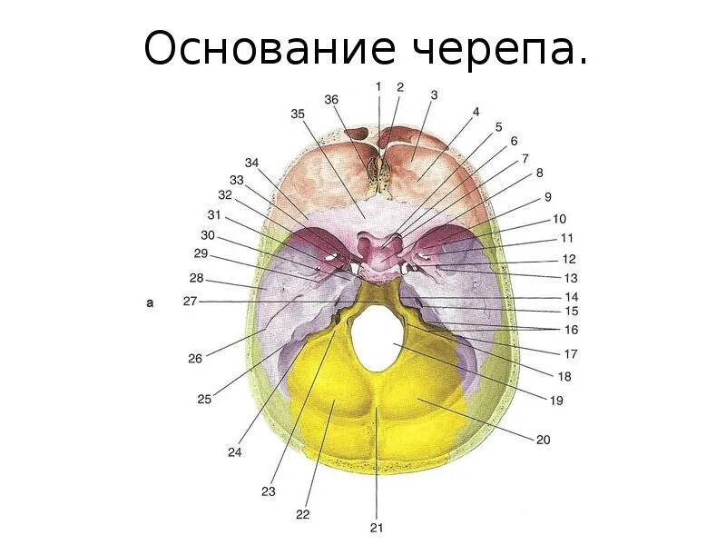 Области основания черепа. Внутреннее основание черепа топографическая анатомия. Топография внутреннего основания черепа. Внутреннее основание черепа медунивер. Строение черепа ямки.