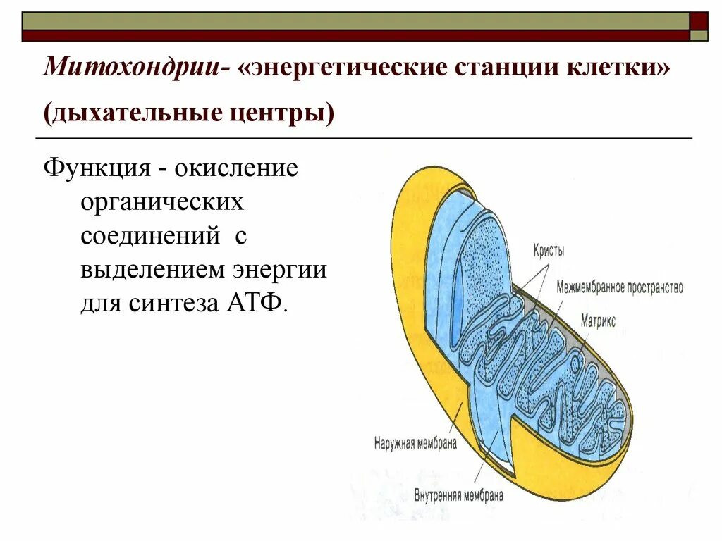 Дыхательную функцию выполняют клетки. Митохондрии энергетические станции. Митохондрии функции. Митохондрии энергетические станции клетки. Наружная и внутренняя мембрана митохондрий.