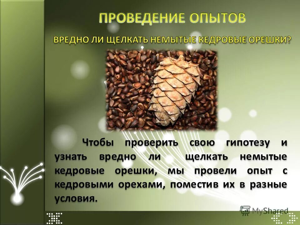 Польза и вред кедровых. Опыты с орехами для детей. Вопросы про кедровые орешки. Составить вопросы о кедровых орешках. Кедровый орех описание.