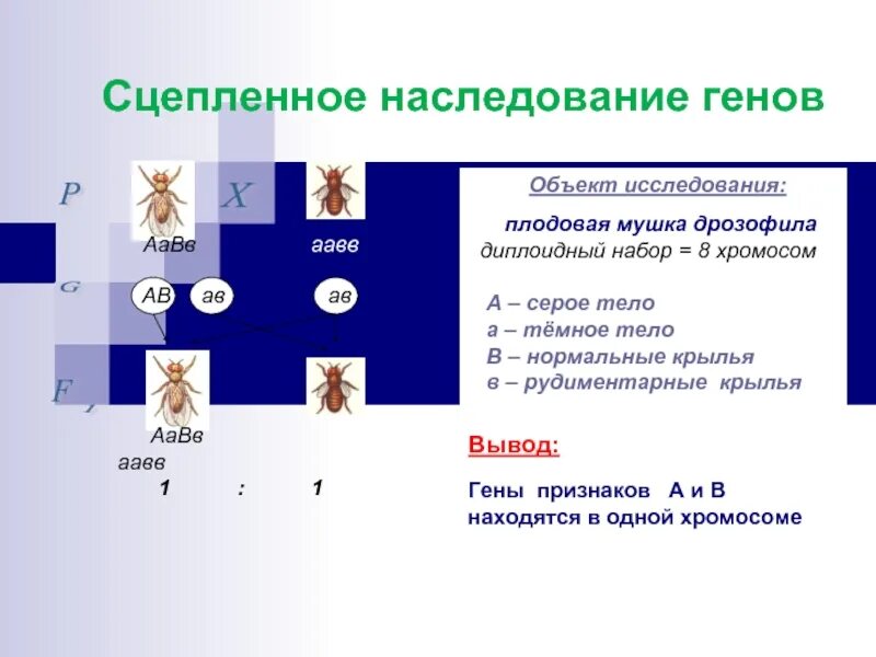 Подтверждена ли цитологическая теория сцепленного наследования. Сцепленное наследование генов. Сцепленноеинаследованик. Несцепленногое наследование. Наследование эпигенов.