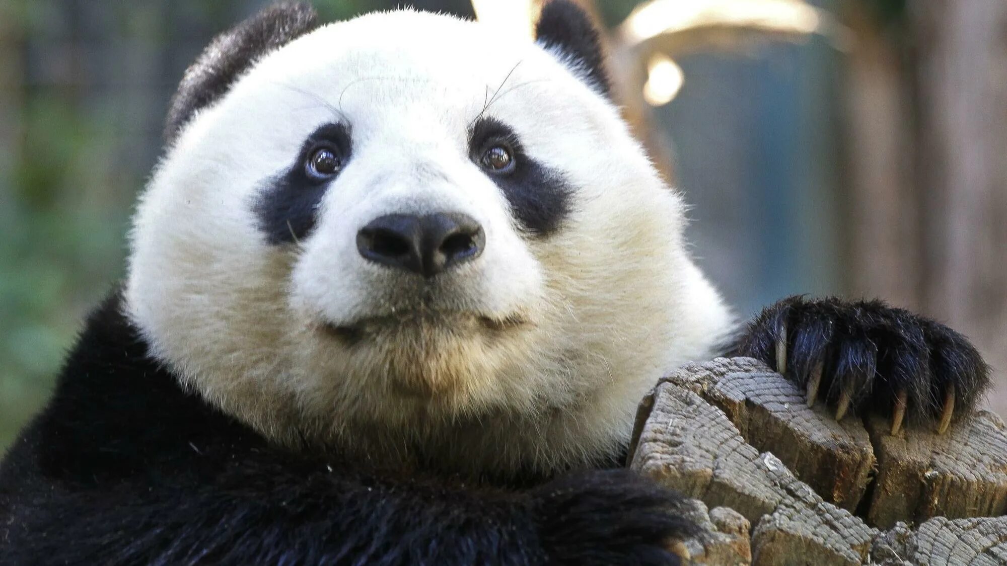 Pandas last. Pandas last. Национальный парк в китае для панд. Гигантская панда. Панда в американском зоопарке.