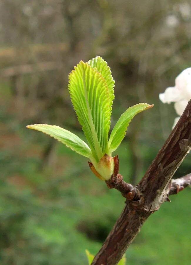 Viburnum farreri. Молодые побеги. Молодые побеги деревьев. Молодой побег.