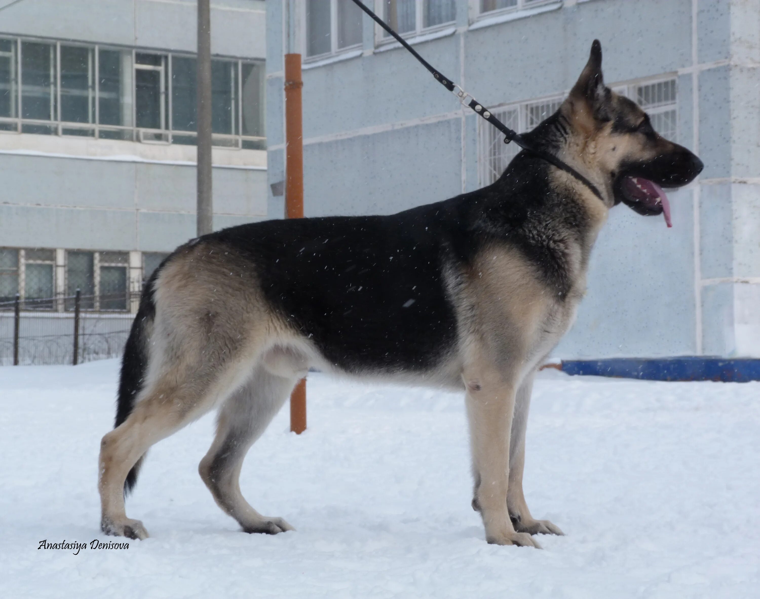 Щенки овчарки абакан. Щенки овчарки абакан. Бракованный щенок немецкой овчарки. Щенки овчарки абакан. Щенки овчарки абакан.