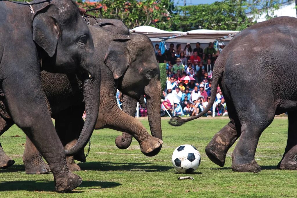Play elephant. Слон играет в футбол. Футбол на слонах. Слоны футболисты. Слон животные футбол.