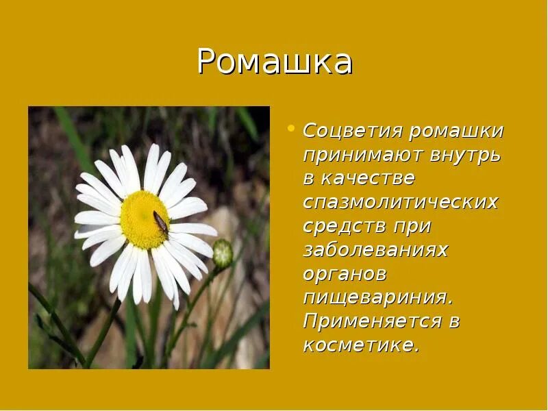 Соцветие ромашки. Ромашка вид соцветия. Ромашка Тип соцветия. Соцветие ромашки аптечной.